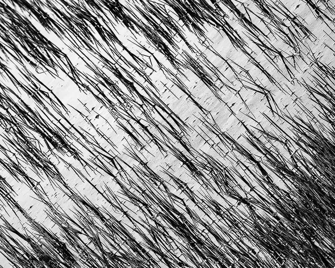 Swamp – Glimpsing how Elusive, how Inherently Insubstantial, how Fleeting our Thoughts Are, our Identities, Lagoa de Santo André, Santiago do Cacém, Portugal. 2020