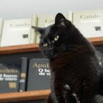 Acervo da Cotovia 3