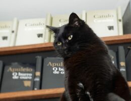 Acervo da Cotovia 75