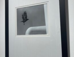 A Paciência da Sombra, de Veríssimo Dias 77